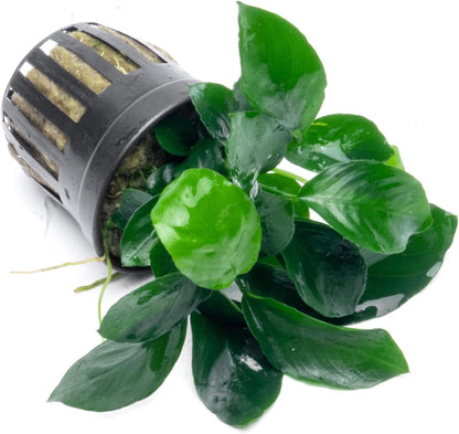 SubstrateSource Anubias Live Aquarium Plants - Potted Freshwater Plant for Fish Tanks, Terrariums - Beginner Friendly Low Light (Barteri Broad Leaf, 5 Pots)