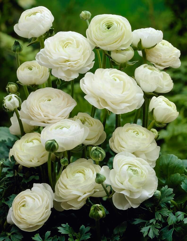 White Ranunculus Bulbs for Planting, Beautiful Long Lasting Flowers (5 Bulbs)