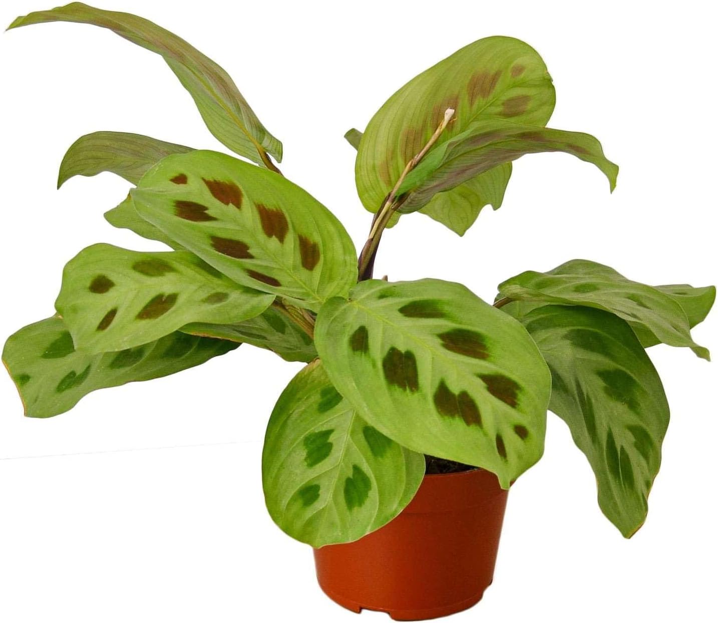 Maranta Leuconeura Live Plant for Indoor | Different Houseplants in 3'' Pot | Real House Plant for Living Room, Office, Desk & Bathroom | Prayer Plant