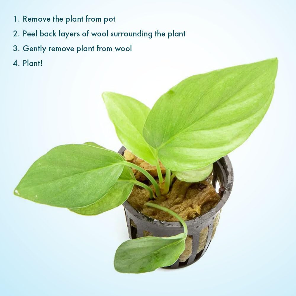 SubstrateSource Live Jungle Plant - Homalomena sp. 'Silver' - Easy Care, Low to Medium Light, Silver-Green Accent, Freshwater Terrestrial Plant for Paludariums and Ripariums - Pot
