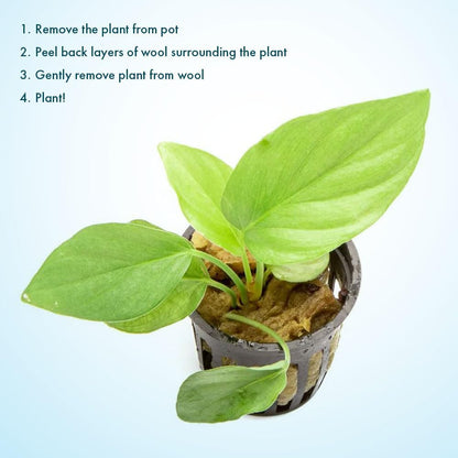 SubstrateSource Live Jungle Plant - Homalomena sp. 'Silver' - Easy Care, Low to Medium Light, Silver-Green Accent, Freshwater Terrestrial Plant for Paludariums and Ripariums - Pot