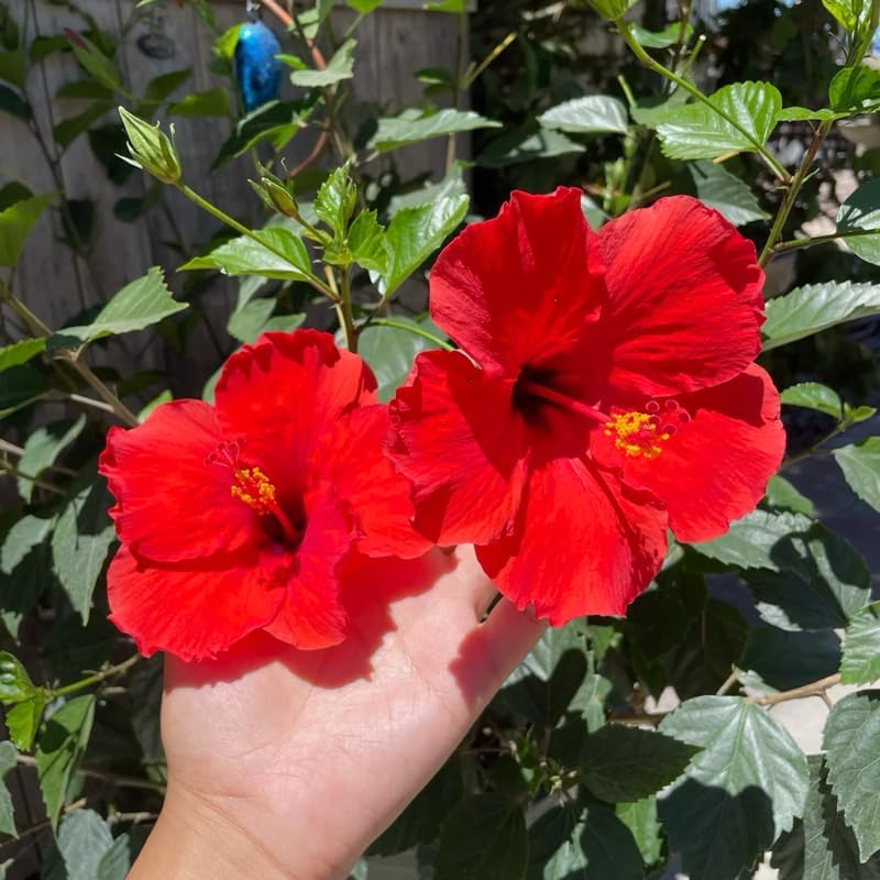 Red Hibiscus Plant Live, Hardy Hibiscus Flowers Colorful Blooms for Outdoor Landscapes, 8-10 Inch Height, Hibiscus Shrubs, No Pot, Well-Rooted