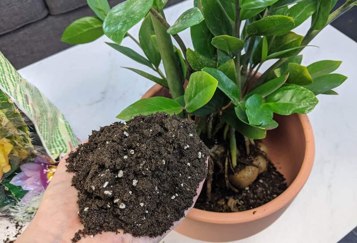 Gardenera Premium ZZ Plant Superior Growth Soil - Perfect Aeration for Robust Root Development & Plant Health - 3 QUARTS