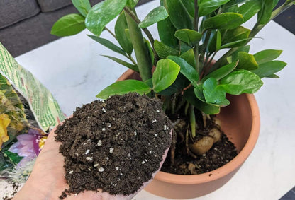 Gardenera Premium ZZ Plant Superior Growth Soil - Perfect Aeration for Robust Root Development & Plant Health - 3 QUARTS