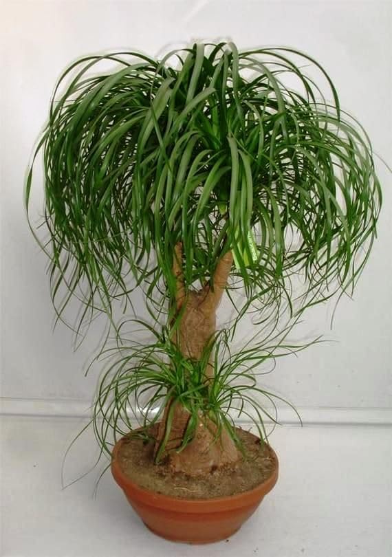 Seeds Ponytail (Bottle Palm) Palmilla Nolina Indoor Perennial Tree