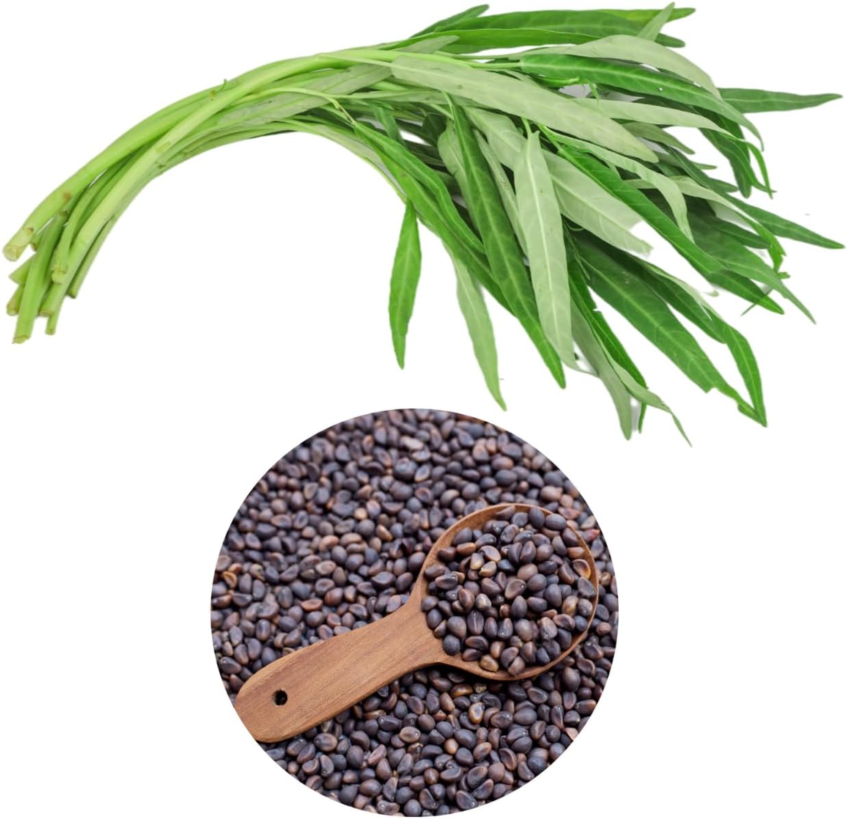 600+ Premium Kangkong Seeds - Ong Choy - Rau Muong - Kong Xin CAI Seeds | High 97% Germination | Non-GMO | Vegetable Seeds for Planting | Made in USA