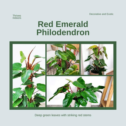 2 Red Philodendron Live Plant 5-9" Tall, Rare Tropical Indoor Houseplant Home Garden