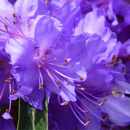 Rhododendrons Plant Live, Blue Rhododendron Shrub, Large Flowering Tree 1 Gallon Potted for Gardening