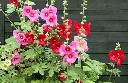 Seeds Hollyhock Seed Mix Malva 30+ Seeds for Planting Showy Perennial Flower Multicolor Mixture (Pack of 2)