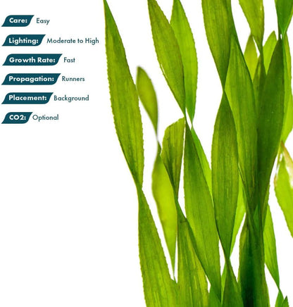 SubstrateSource Live Plant - Tall Grass, Corkscrew Vallisneria (Vallisneria Americana 'Contortionist') - Moderate to High Light, Bright Green, Background - Lead Bunch, 4 Pack