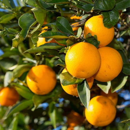 Valencia Orange Tree, Sweet Orange Tree 2 Feet from Pot Base, Mature Fruit Trees in Gallon Pot, Outdoor Plant Live for Gardening No Ship to CA