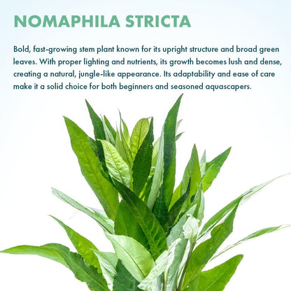 SubstrateSource Live Plants – Nomaphila Stricta – Moderate to High Light, Green, Midground to Background Accent – Lead Bunch, 4 Pack