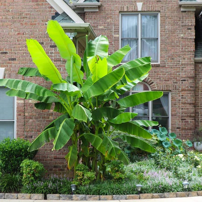 Basjoo Banana Plant Live, 4-6" Tall Well-Rooted for Indoor Tropical Displays, Cold Hardy Banana Fruit Tree