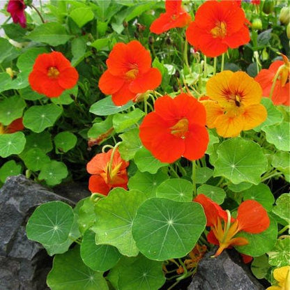Clovers Garden Nasturtium Plants – Two (2) Live Plants – Non-GMO - Not Seeds - Each 4" to 8" Tall – in 4" Inch Pots – Deliciously Edible