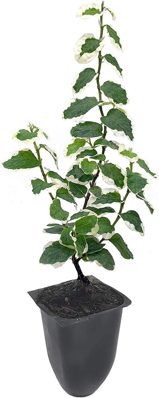 Variegated Creeping Fig Vine - Ficus Pumila Variegata - 3 Live Fully Rooted 2 Inch Plants - Climbing Ivy