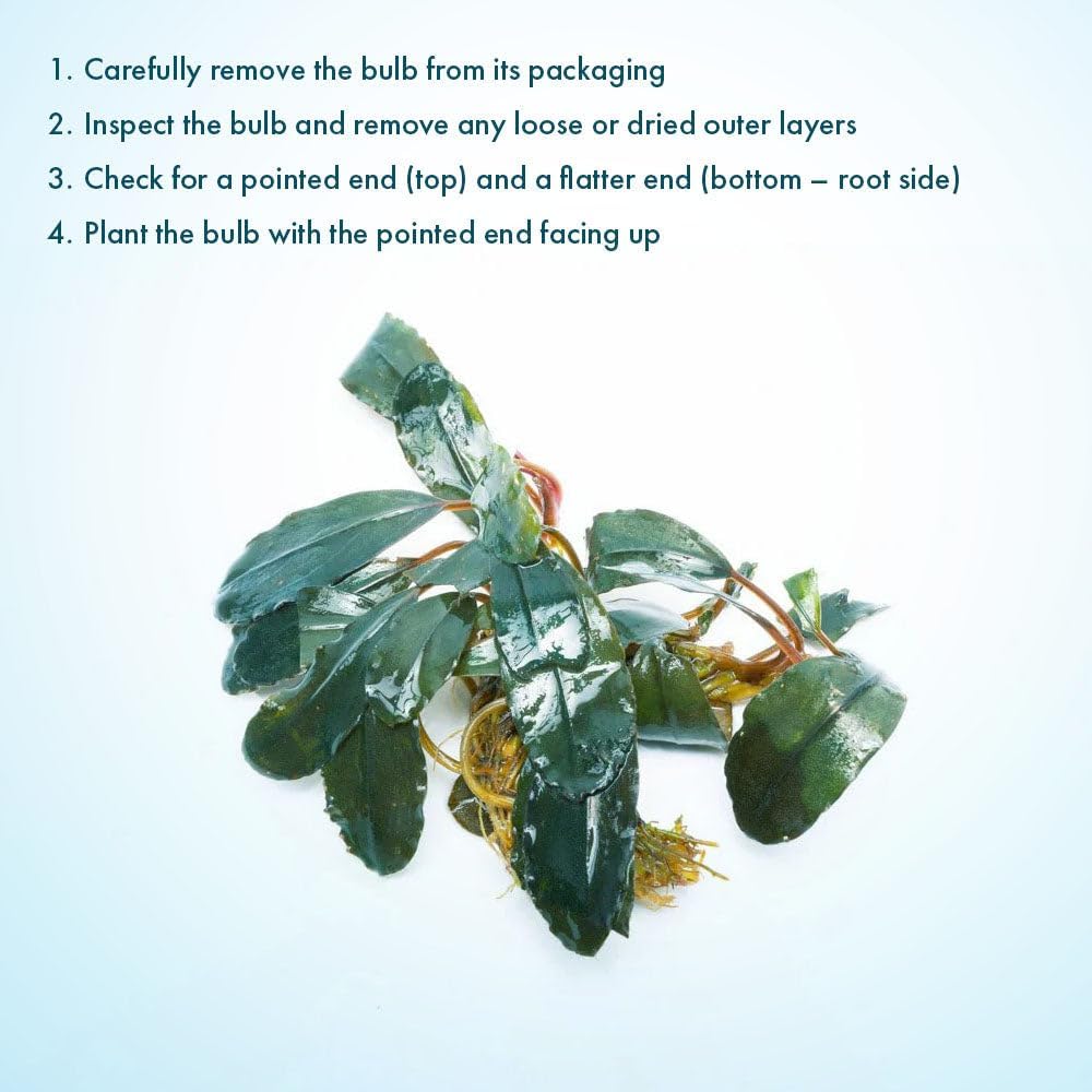SubstrateSource Live Plants - Starglitz Buce (Bucephalandra sp.) - Low to Medium Light, Dark Green Iridescent Accent Freshwater Aquatic Rhizome Plant, Foreground to Midground Placement - Loose, 1 Pack