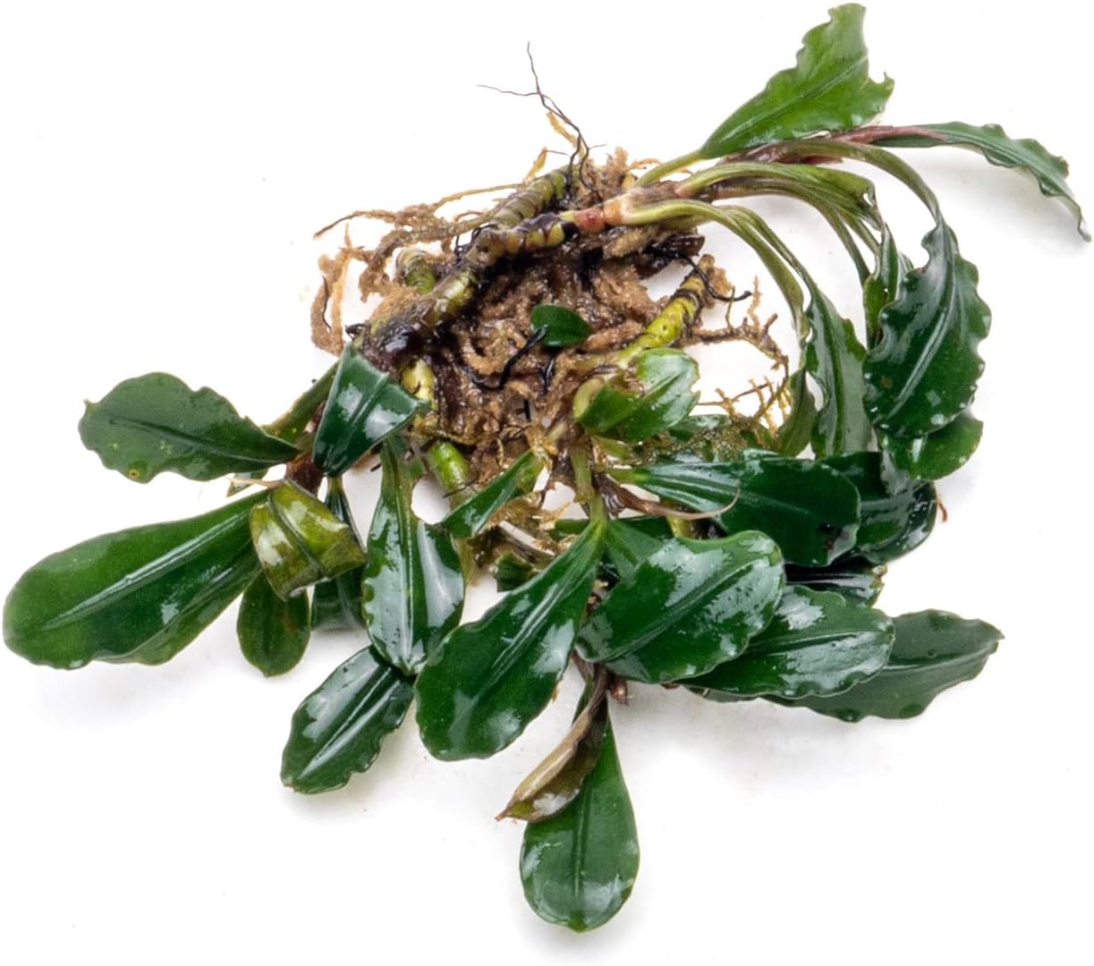 SubstrateSource Bucephalandra Arrogant Blue Live Aquarium Plant - Natural Freshwater Fish Tank Decorations and Aquatic Decor (Plant (6-10 Leaves))