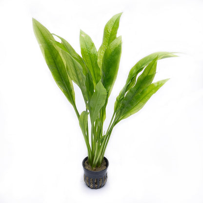 SubstrateSource Amazon Sword Echinodorus Bleheri Live Plant for Freshwater Aquariums, Natural Fish Tank Decorations, and Aquatic Decor (3 Pots (6-9 Plants))
