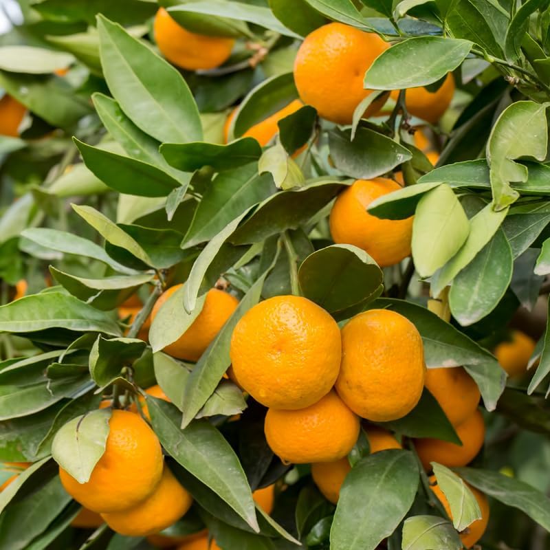 Tangerine Tree Plant, Live Sweet Tangerine Trees Live Plant in Pot, 2 to 3 Feet Tall Live Tangerine Fruit Tree for Planting Outdoor, No Ship to CA