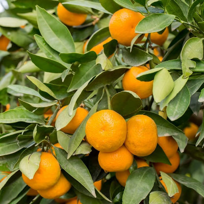 Tangerine Tree Plant, Live Sweet Tangerine Trees Live Plant in Pot, 2 to 3 Feet Tall Live Tangerine Fruit Tree for Planting Outdoor, No Ship to CA