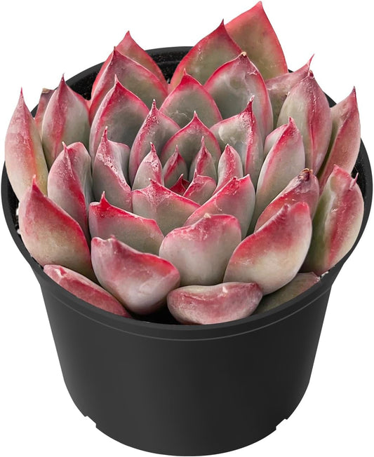 Sprout N Green Echeveria Pulidonis, Mini Live Succulent Fully Rooted in 2 inch Starter Pot with Soil Mix, House Plant for Indoor Outdoor Home Office Wedding Decoration Party Favor