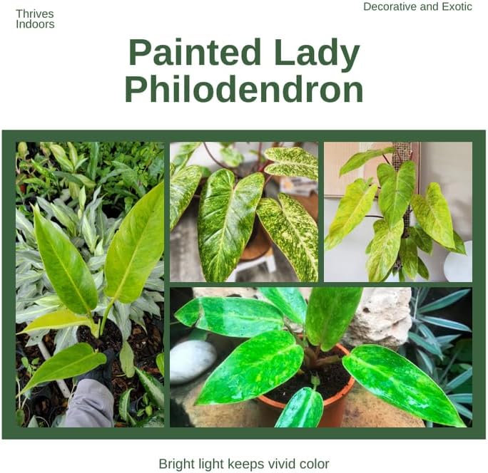 2 Lady Philodendron Live Plant 5-9" Tall, Rare Tropical Indoor Houseplant Home Garden
