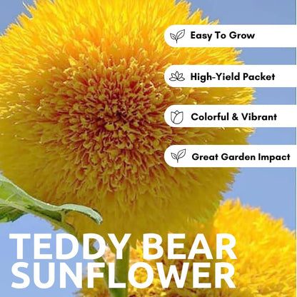 100 Teddy Bear Sunflower Seeds for Planting – Ultra-Fluffy Golden Blooms with Round Heads – Perfect for Gardens, Containers, and Pollinator-Friendly Landscaping - Unique and Fun