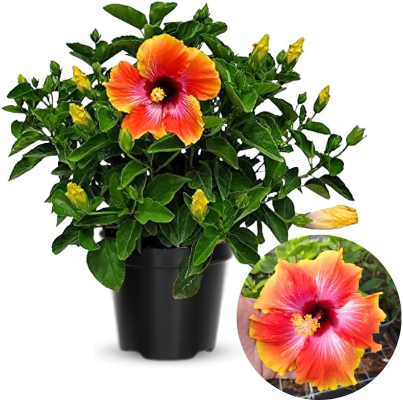 Sunset Hibiscus Plant Live, Hardy Hibiscus Flowers Colorful Blooms for Outdoor Landscapes, 8-10 Inch Height, Hibiscus Shrubs, No Pot, Well-Rooted