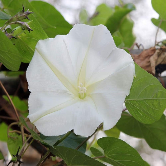 Outsidepride Ipomoea Alba Moonflower Seeds – 100 Pcs Annual, Vining Flower Seeds for Planting, Fragrant Night-Blooming Climbers for Trellises, Moon Gardens, Night Pollinators & Outdoor Landscapes