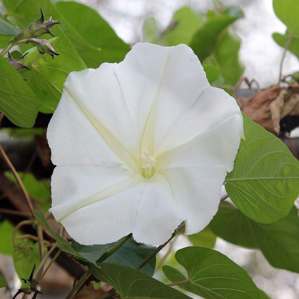 Outsidepride Ipomoea Alba Moonflower Seeds – 1/4 lbs. Annual, Vining Flower Seeds for Planting, Fragrant Night-Blooming Climbers for Trellises, Moon Gardens, Night Pollinators & Outdoor Landscapes