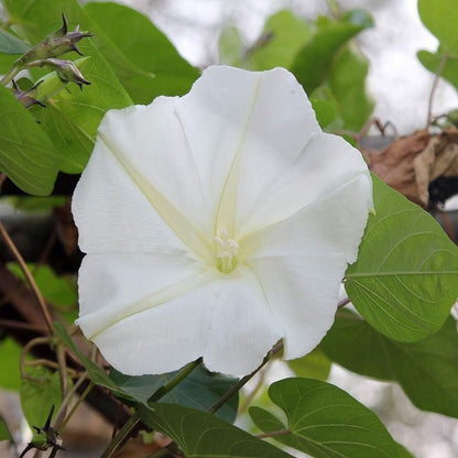 Outsidepride Ipomoea Alba Moonflower Seeds – 1/4 lbs. Annual, Vining Flower Seeds for Planting, Fragrant Night-Blooming Climbers for Trellises, Moon Gardens, Night Pollinators & Outdoor Landscapes