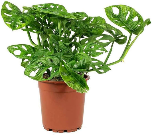 American Plant Exchange Monstera Adansonii 6-Inch – Live Swiss Cheese Vine Plant, Easy-Care