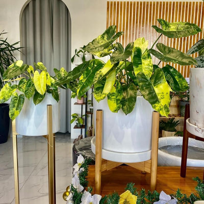 2 Variegated Philodendron Live Plant 5-9" Tall, Rare Tropical Indoor Houseplant Home Garden