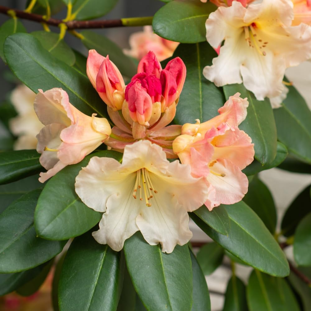 Rhododendrons Plant Live, Pink Yellow Rhododendron Shrub, Large Flowering Tree 1 Gallon Potted for Gardening