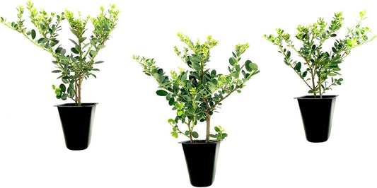 Helleri Holly Shrub | 3 Live Plants I Ilex Cornutal | Compact Evergreen Ideal for Low Borders