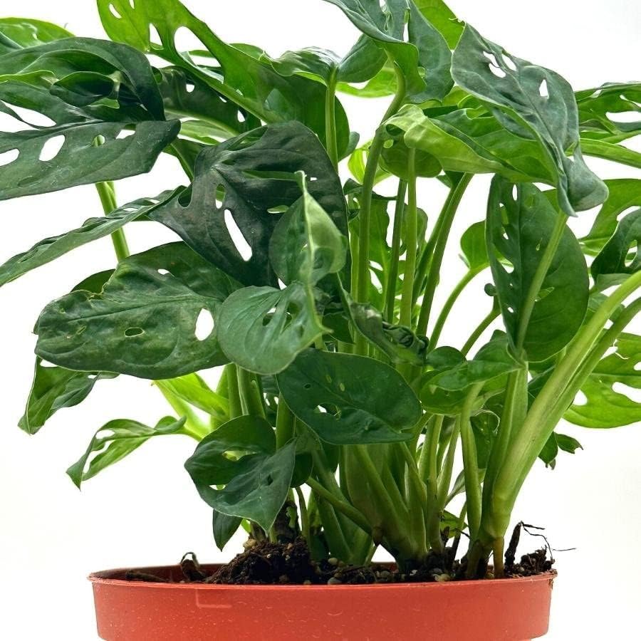 BubbleBlooms Swiss Cheese Plant in a 6 inch Pot Monstera Adansonii, Five Holes Vine Big Indoor House Plant