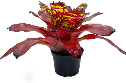 ragnaroc Live Plants - Bromeliad Neoregelia 'Green Eye', 16" Wide and 12" Tall in 6" Pot - 1ct - Live Arrival Guaranteed - House Plants for Home Decor & Gift