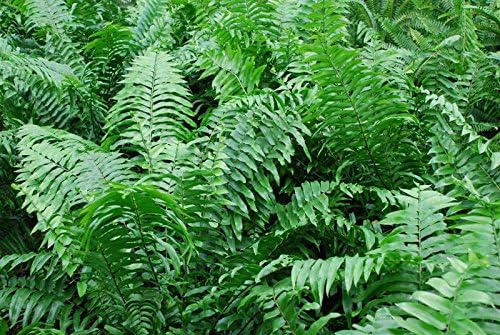 American Plant Exchange Macho Fern 'Giant Sword' – 10-Inch Pot – Live Air Purifying Tropical Fern, Easy Care Foliage Plant for Home, Office, Garden, or Landscape Decor