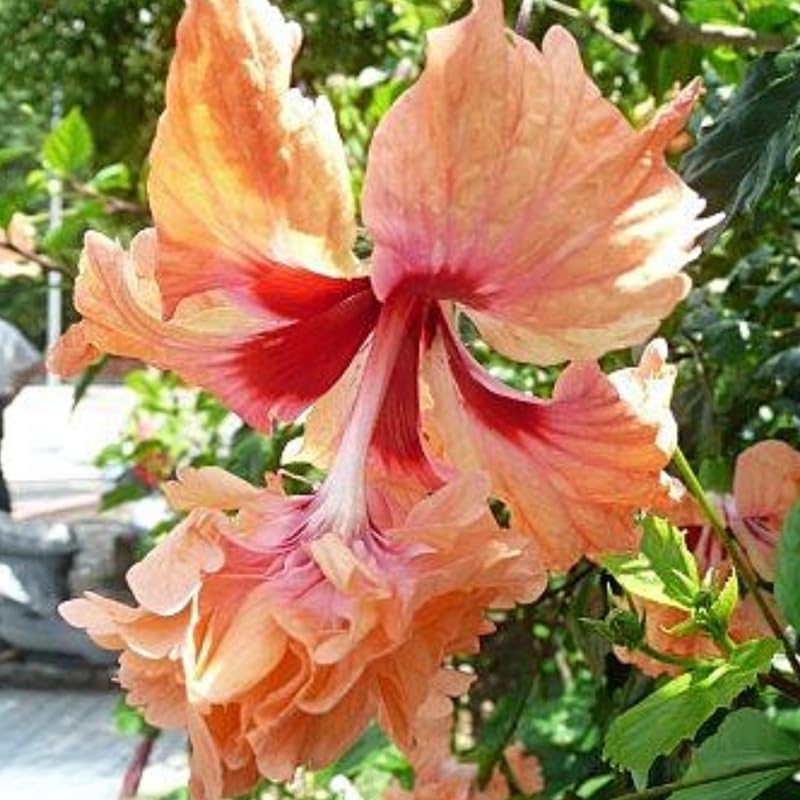 Peach Hibiscus Plant Live, Hardy Hibiscus Flowers Colorful Blooms for Outdoor Landscapes, 8-10 Inch Height, Hibiscus Shrubs, No Pot, Well-Rooted
