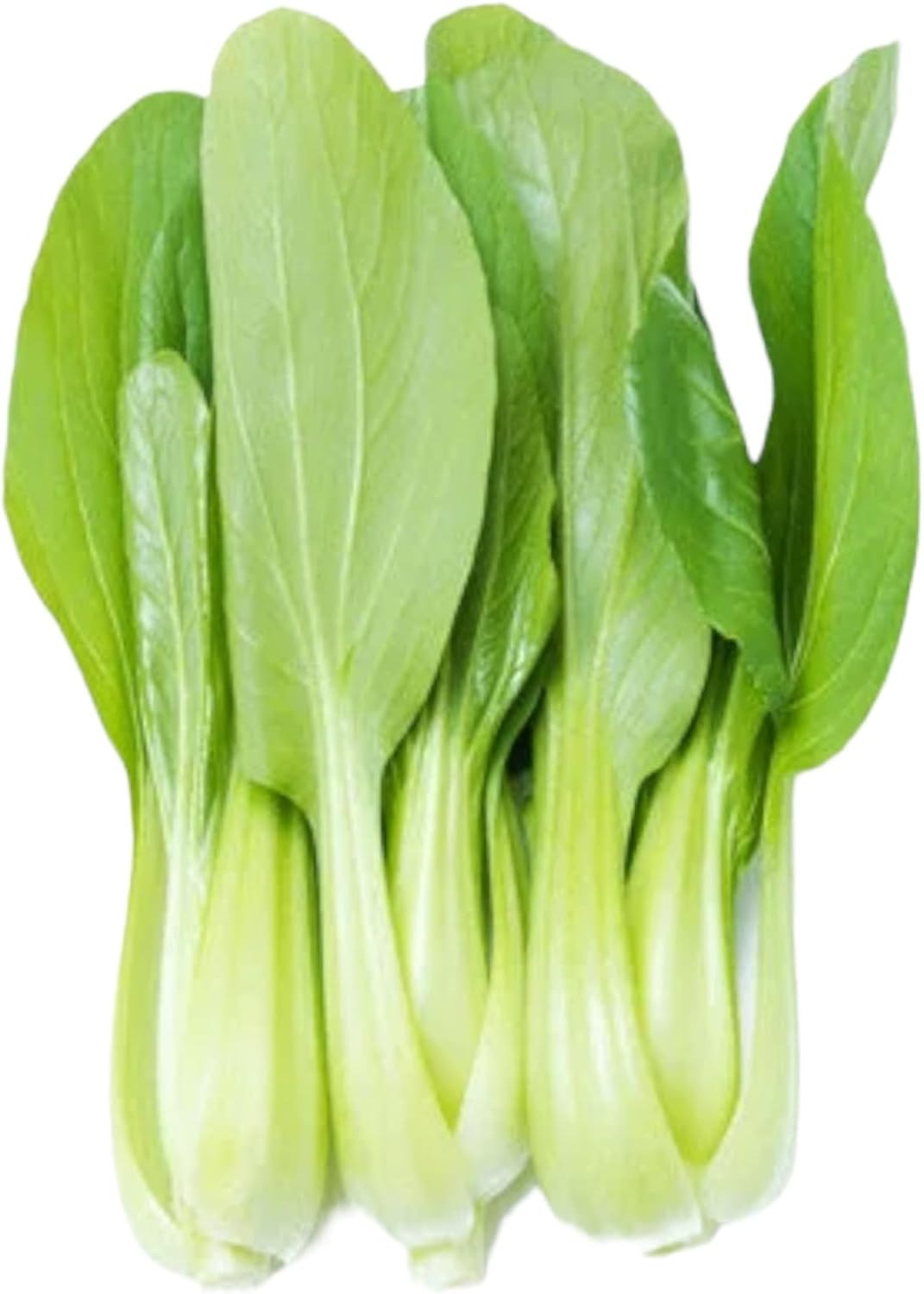 All Year Round Organic Chinese Cabbage Seeds, 1000pcs, Non-GMO, High 95% Germination, Perfect for Every Season