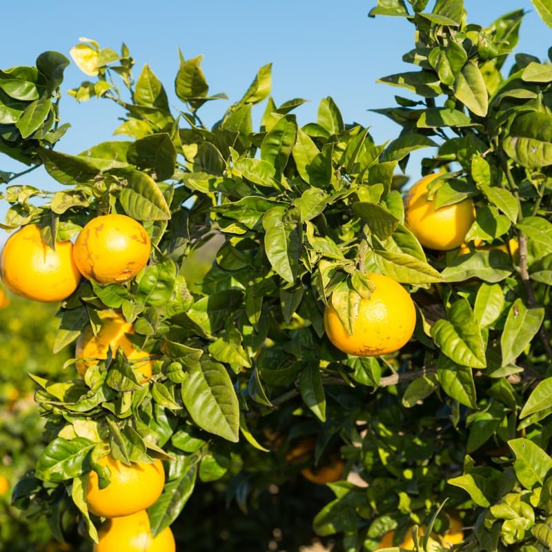 Live Valencia Orange Tree, Citrus Tree, Live Valencia Orange Plant Outdoor, 2 Feet Tall Potted Trees No Ship to CA
