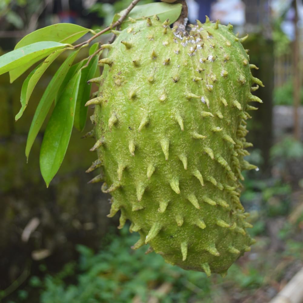 Soursop Tree, 3 Ft Tall Grafted Soursop Tree Live Plant in 3 Gallon Pot, Tropical Guanabana Trees, No Ship to CA