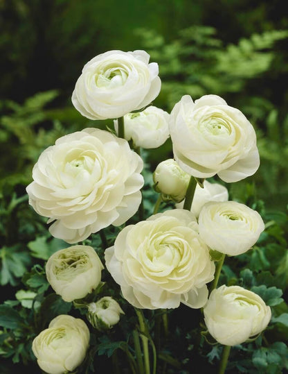 White Ranunculus Bulbs for Planting, Beautiful Long Lasting Flowers (10 Bulbs)