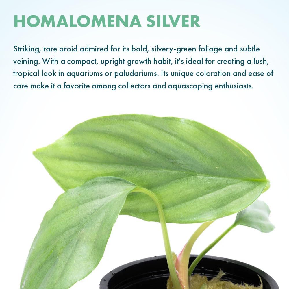 SubstrateSource Live Jungle Plant - Homalomena sp. 'Silver' - Easy Care, Low to Medium Light, Silver-Green Accent, Freshwater Terrestrial Plant for Paludariums and Ripariums - Pot