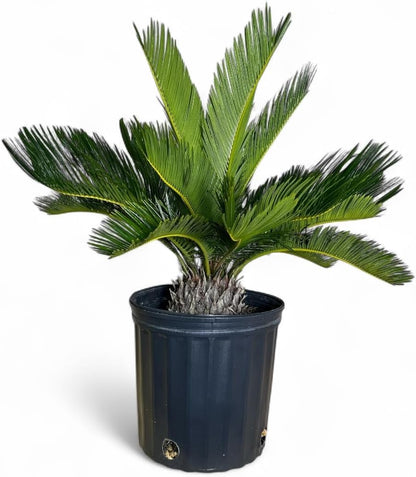 Cycad Revoluta Palm, Live Indoor Outdoor Plant, 10-inch Grower Pot, Yellow Green, 28 Inches Tall, Natural
