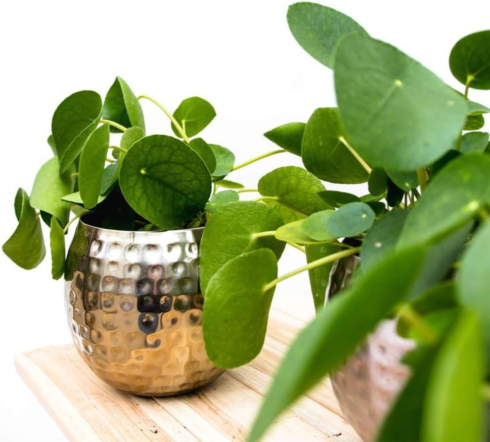 Pilea Peperomioides 'Chinese Money' Live Plant for Indoor | Different Houseplants in 4'' & 6'' Pot | Real House Plant for Living Room, Office, Desk & Bathroom | Friendship Plant