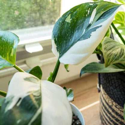 2 White Philodendron Live Plant 5-9" Tall, Rare Tropical Indoor Houseplant Home Garden