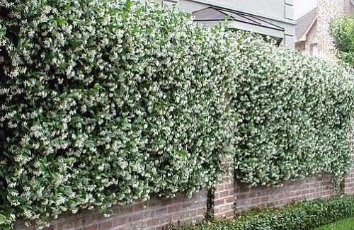 Confederate Star Jasmine Plant - 6" Pot - Extremely Fragrant Vine