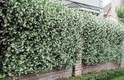 Confederate Star Jasmine Plant - 6" Pot - Extremely Fragrant Vine