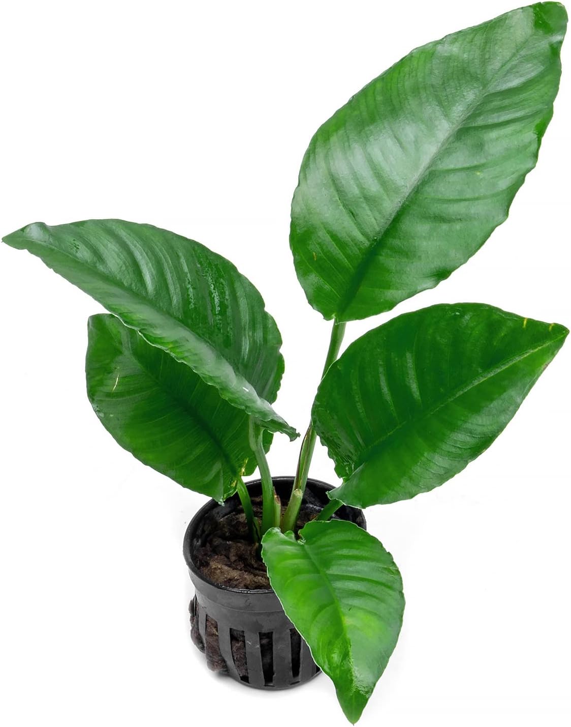 SubstrateSource Anubias Live Aquarium Plants - Potted Freshwater Plant for Fish Tanks, Terrariums - Beginner Friendly Low Light (Heterophylla, 1 Pot)